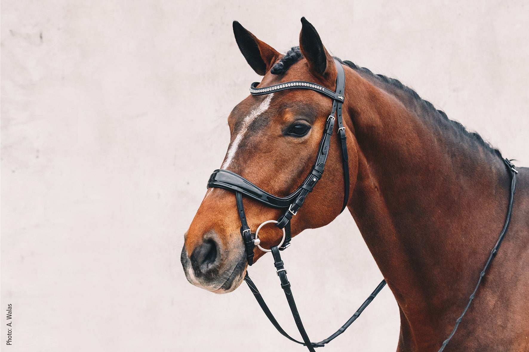 Trense Equitus Beta - Reitstiefel Kandel - Dein Reitshop