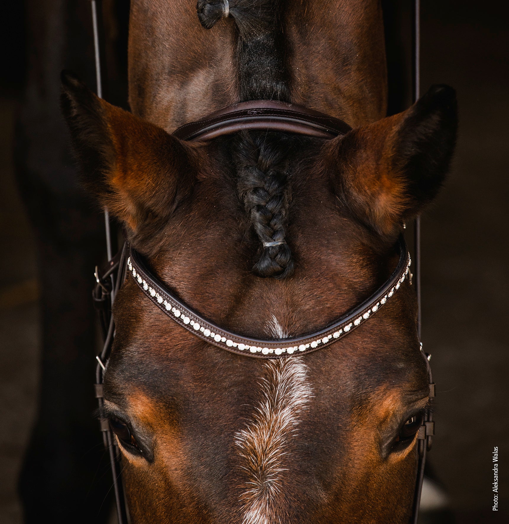 Trense Brantford - Reitstiefel Kandel - Dein Reitshop