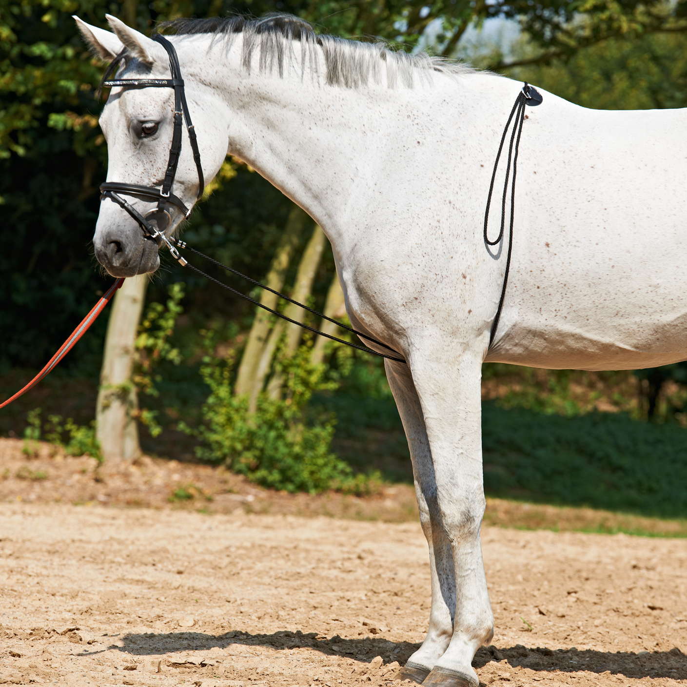 Longierhilfe BUSSE HO - Reitstiefel Kandel - Dein Reitshop