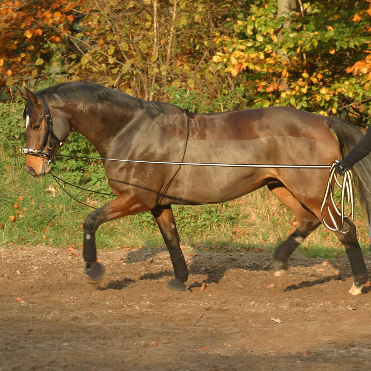 Longierhilfe BUSSE HO - Reitstiefel Kandel - Dein Reitshop