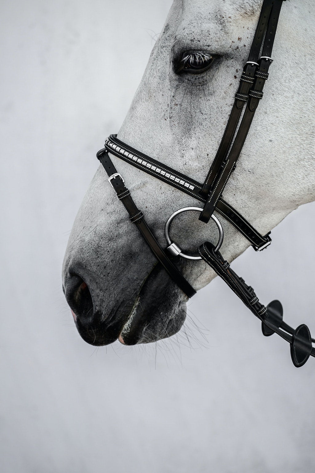 Bridle Amsterdam 2.0