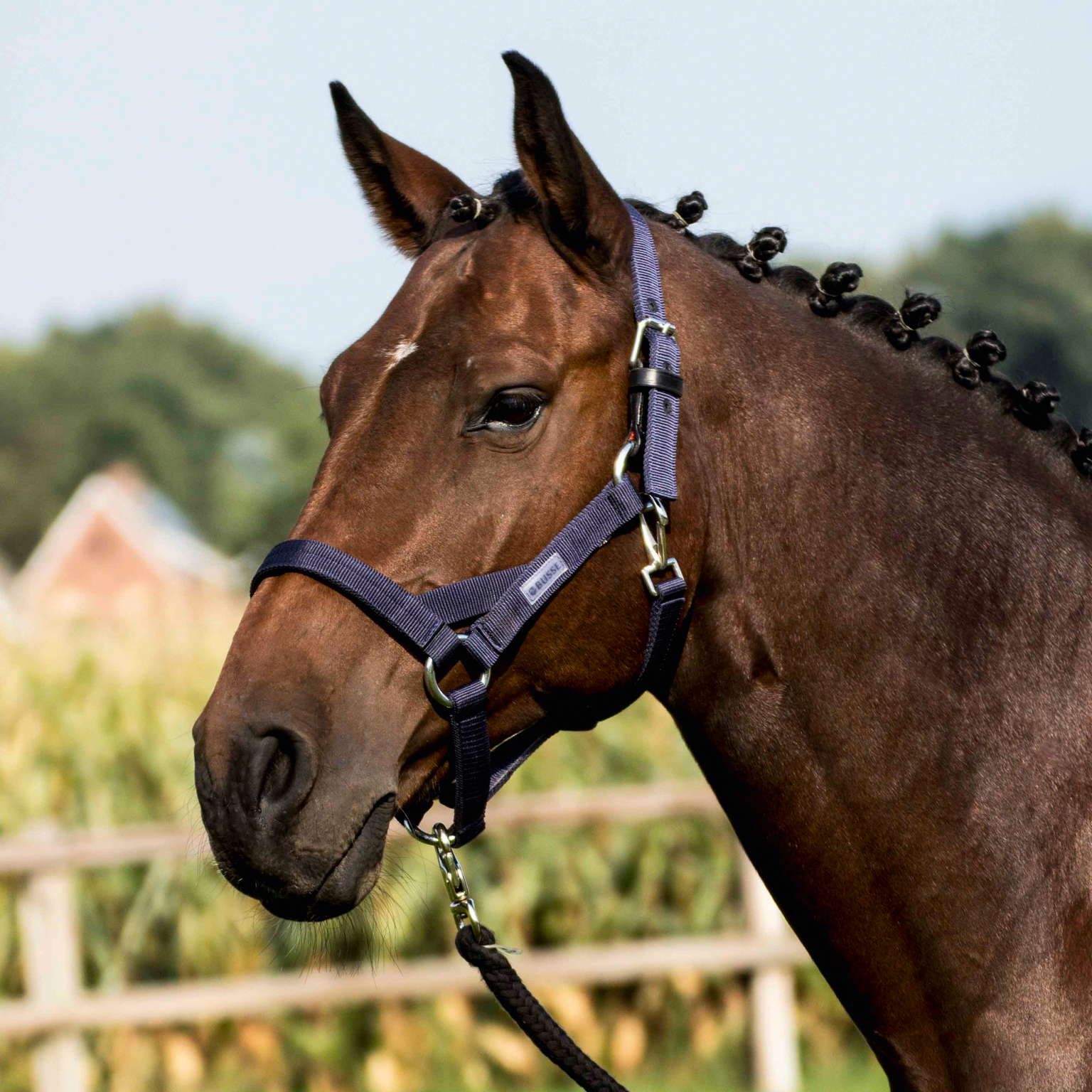 Halfter STRONG HO II - Reitstiefel Kandel - Dein Reitshop