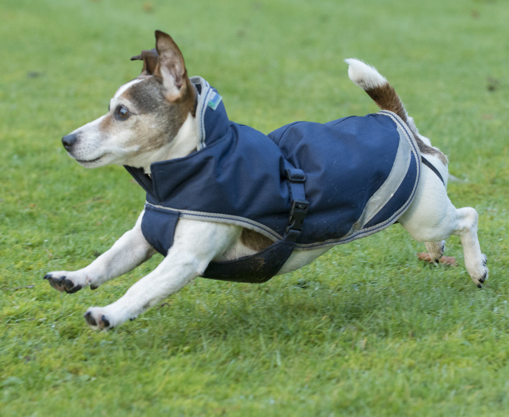 Hundedecke Freedom Dog Rug