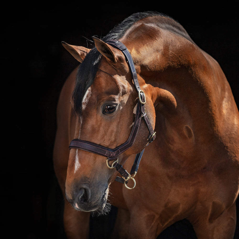 Rambo Micklem Headcollar - Reitstiefel Kandel - Dein Reitshop