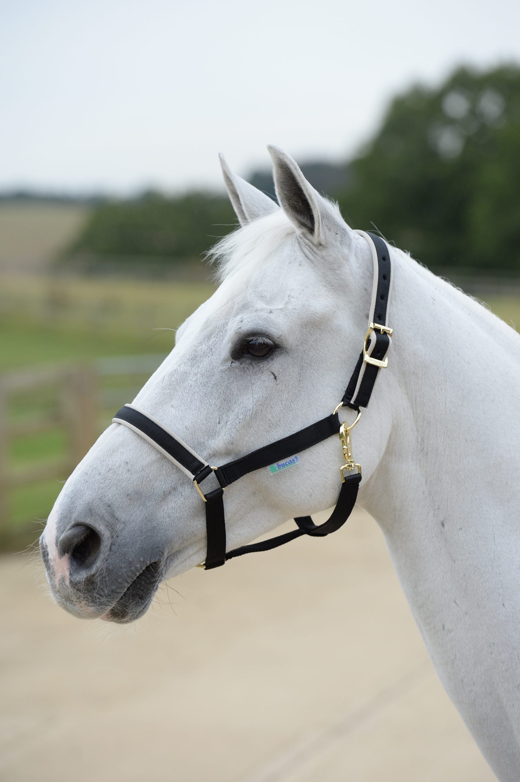 Halter Halter Dublín