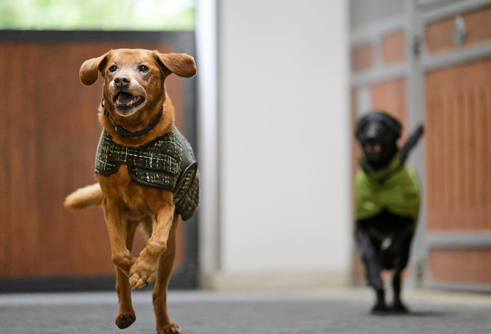 Bouclé de abrigo para perros (platino 24/25)