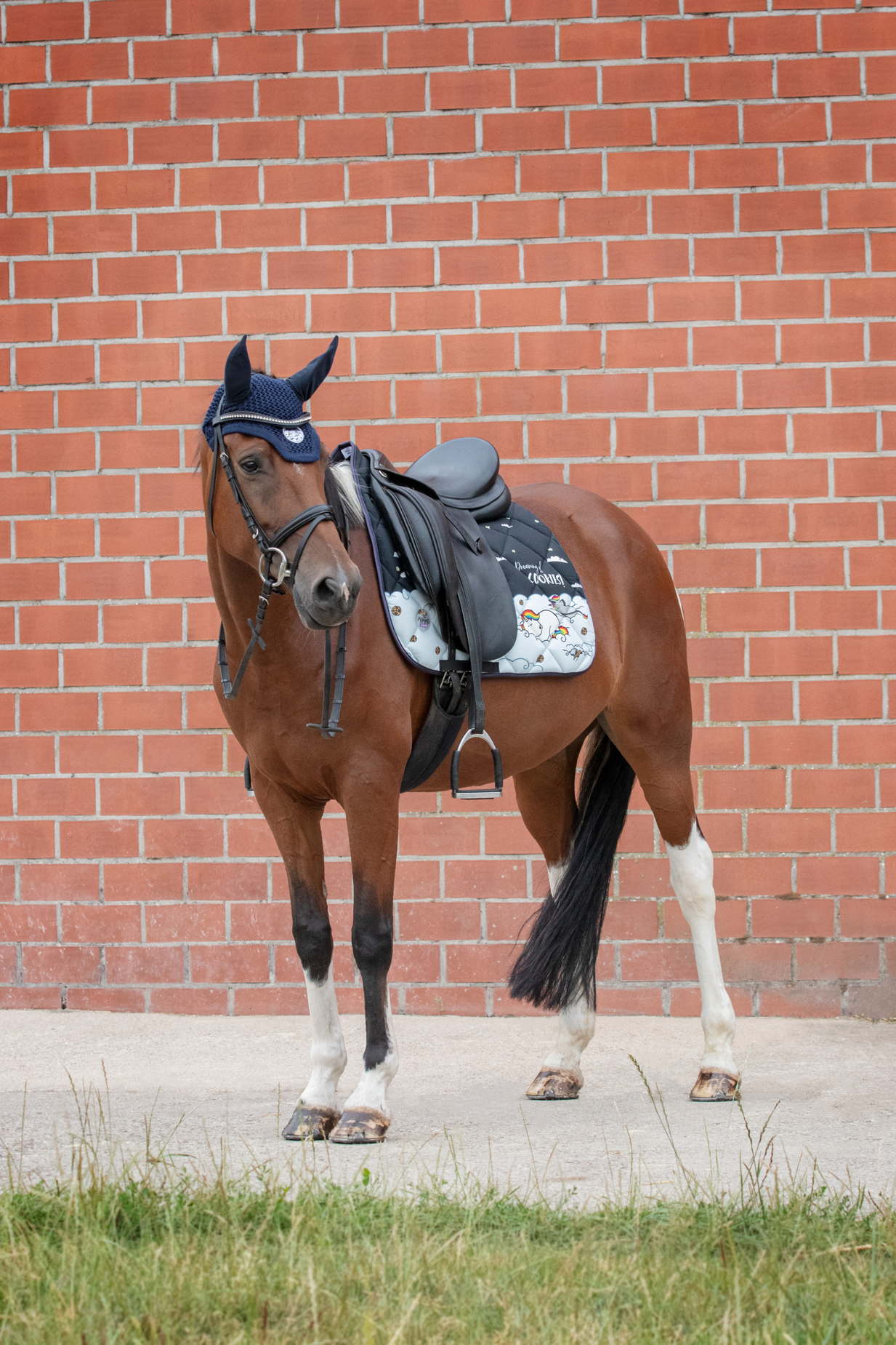 Fliegenohren Pummel & Flecki-Shetty - Reitstiefel Kandel - Dein Reitshop