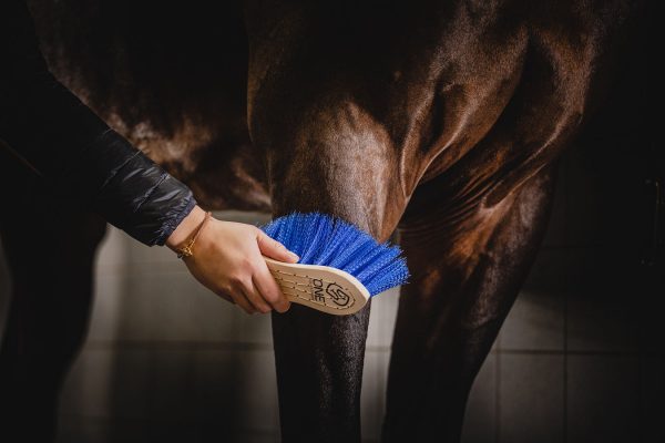 Bürste Mittel (10er Pack) - Reitstiefel Kandel - Dein Reitshop