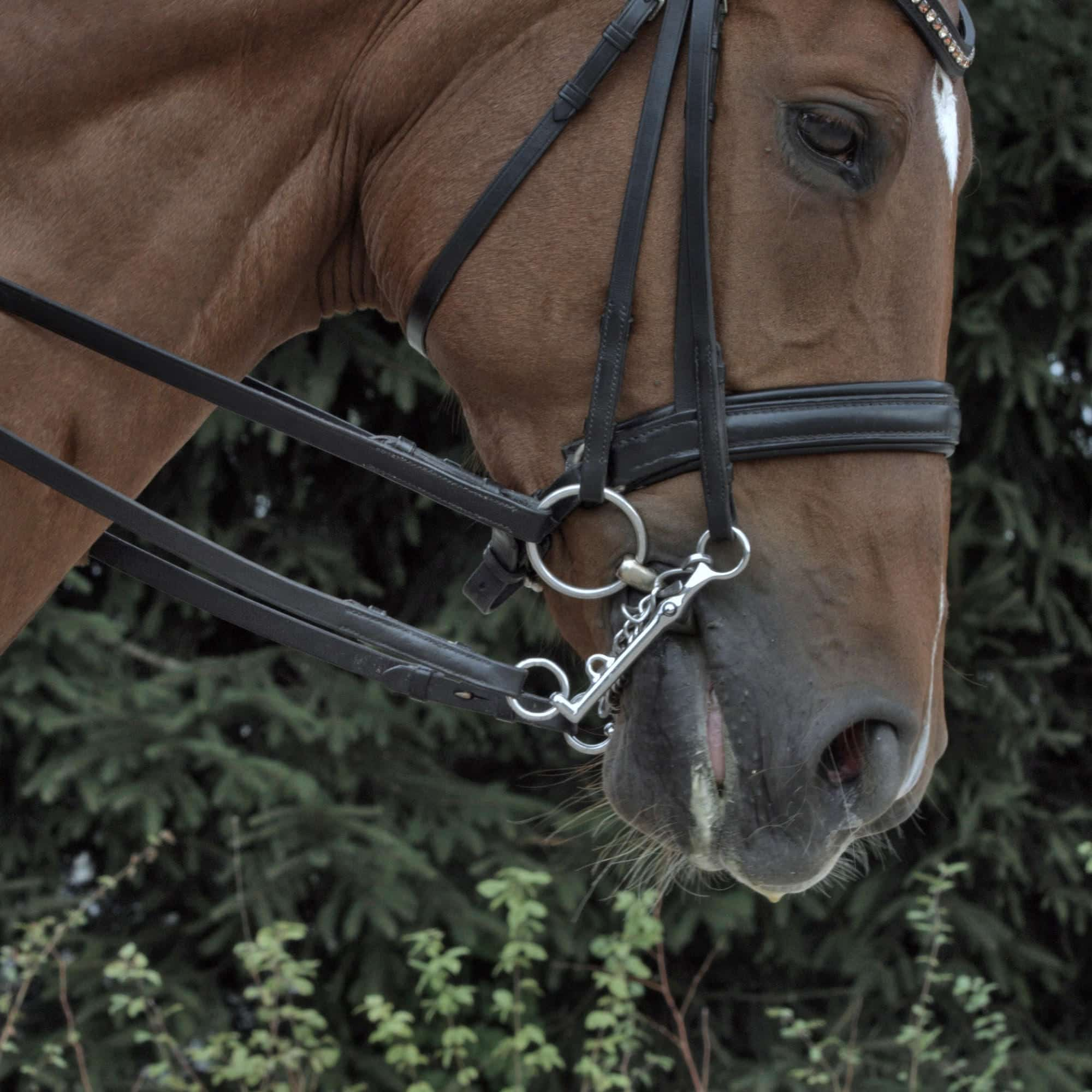 Turnado Unterlegtrense Sensogan 14 mm Größe: 105 mm Farbe: sensogan - Reitstiefel Kandel - Dein Reitshop