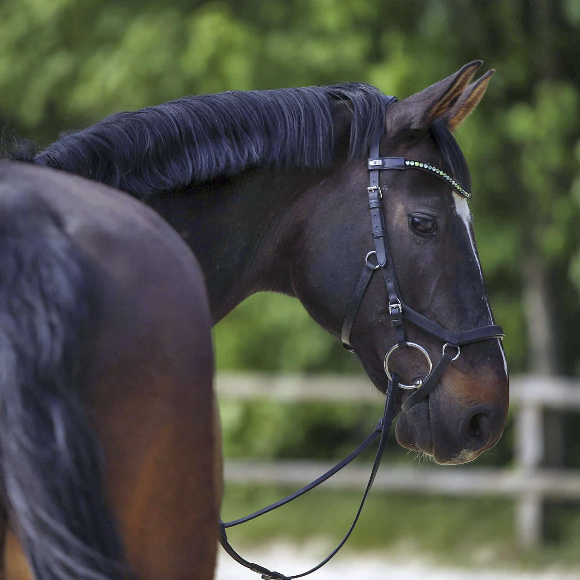 KK Korrekturgebiss Sensogan 18 mm - Reitstiefel Kandel - Dein Reitshop