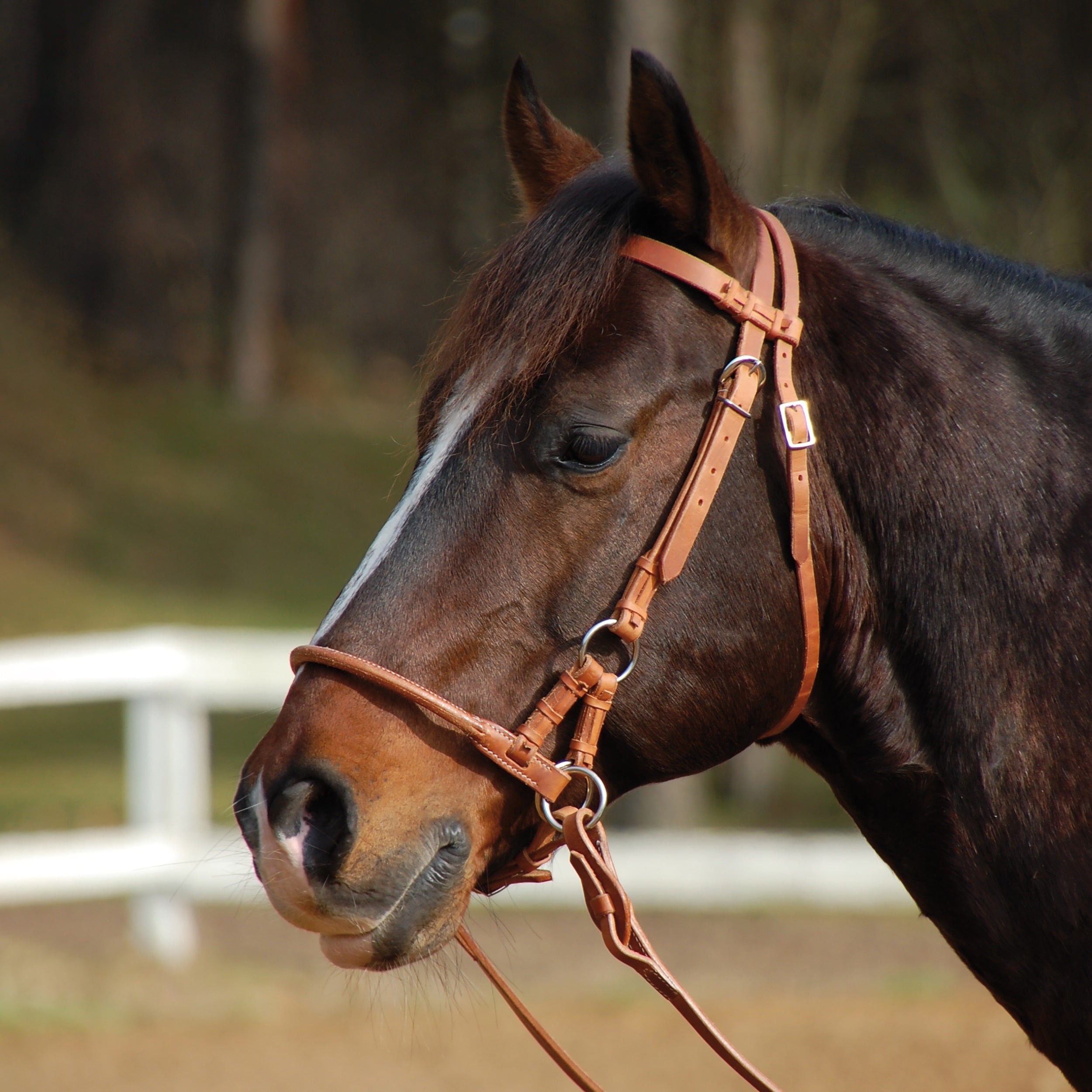 Sidepull HARNESS - Reitstiefel Kandel - Dein Reitshop