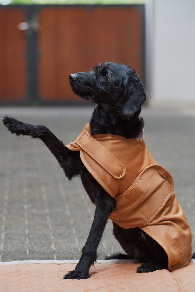 Tabouret de chien Softshell Platinum 23/34