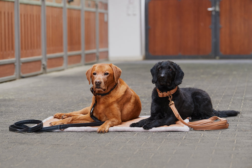 Hunde Set FAUX LEATHER Platinum - Reitstiefel Kandel - Dein Reitshop