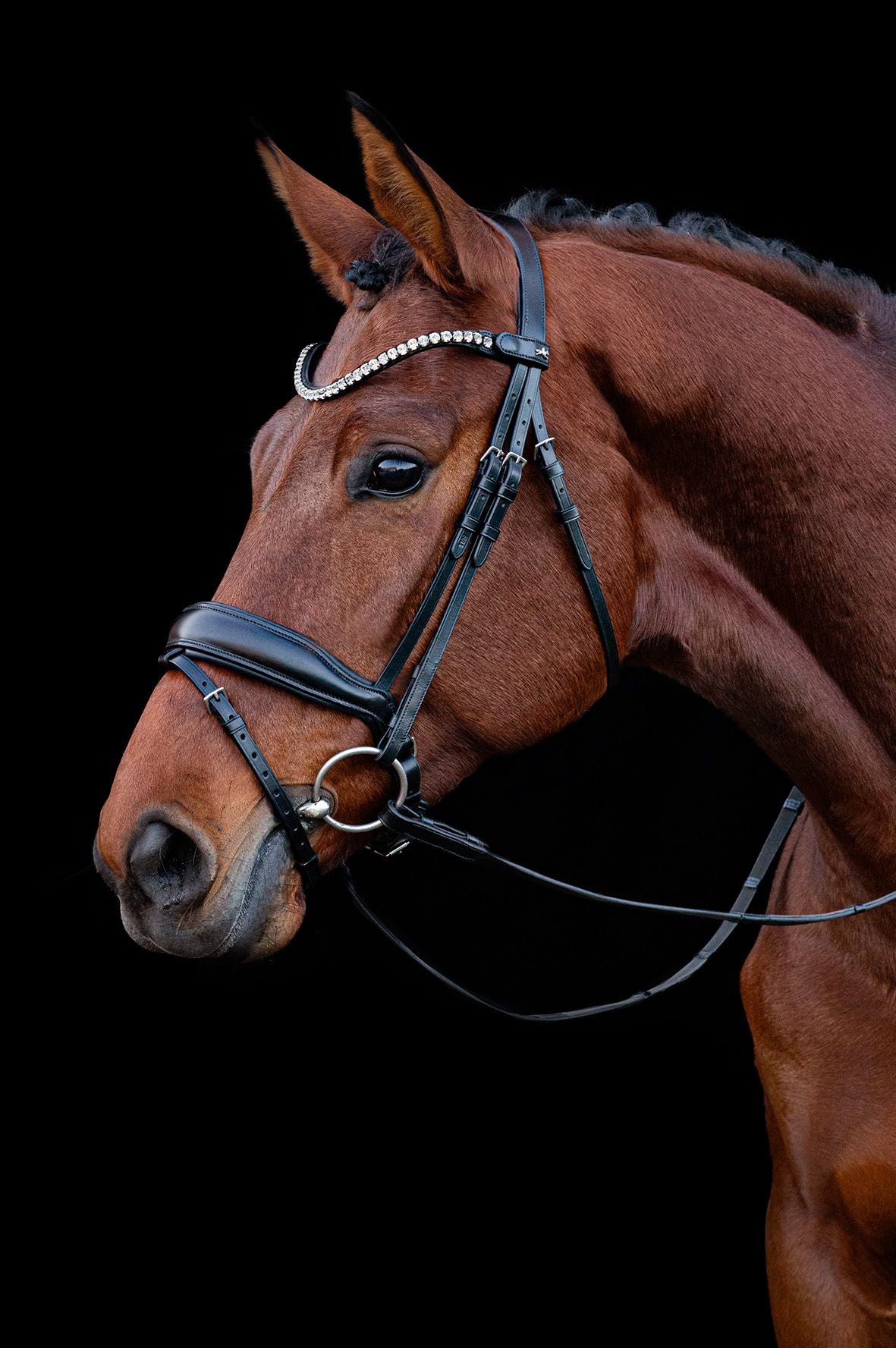 Bridle Siena