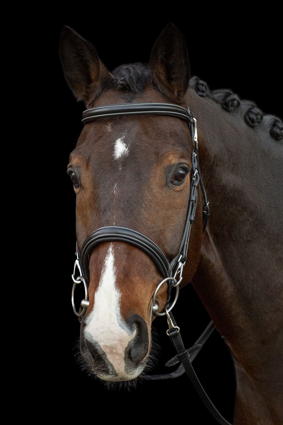 Bridle Dortmund