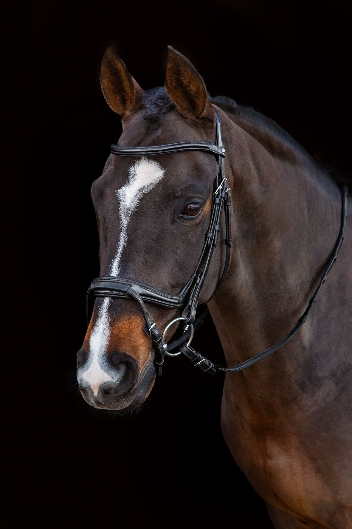 Bridle ancona select