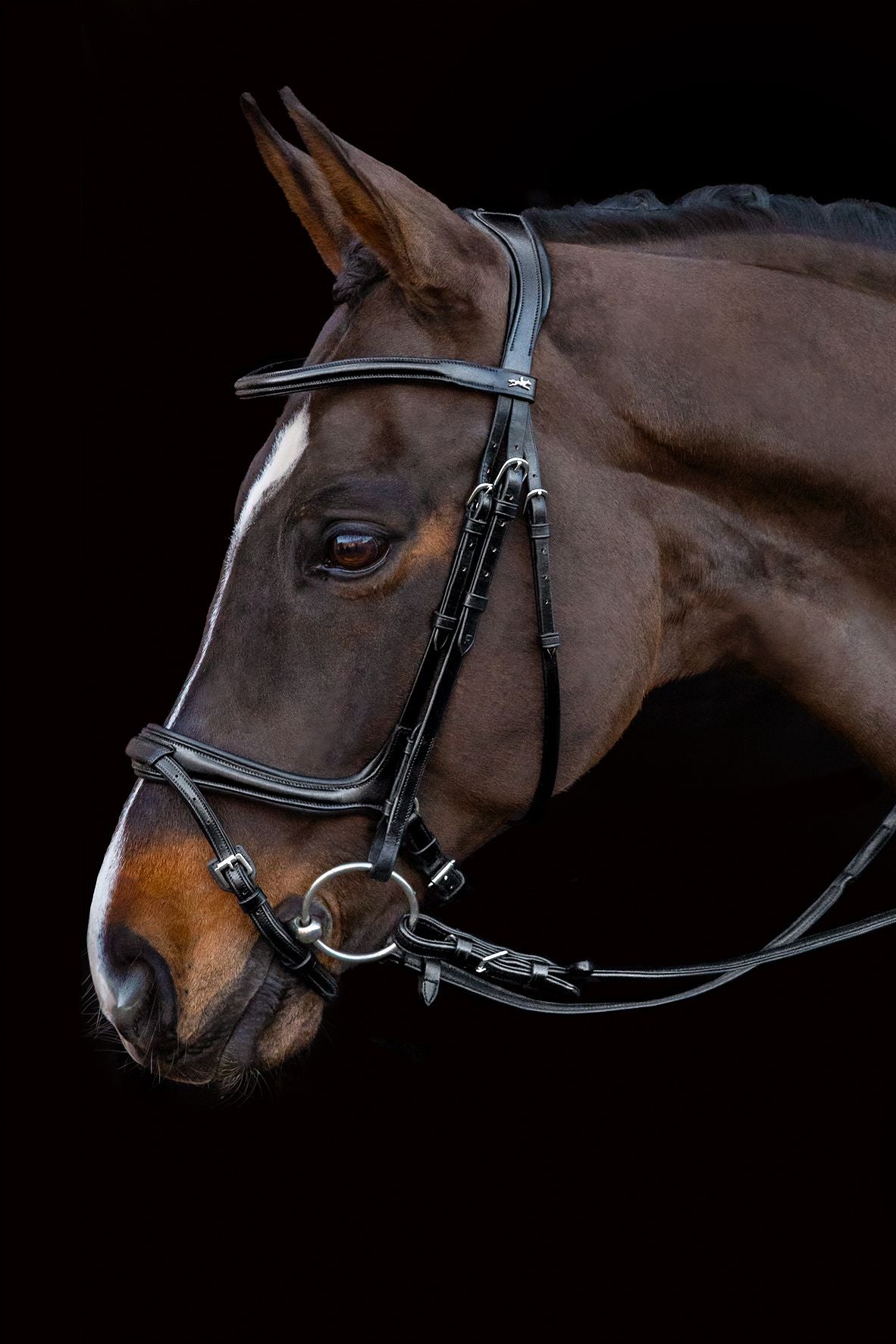 Bridle Ancona SELECT