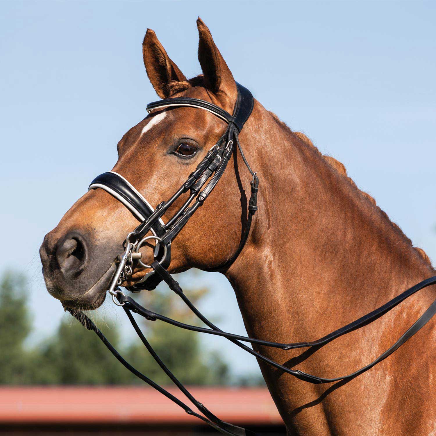 Bridle a doppia rein in pelle arrotolata da kandare gioconda